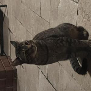 Found Cat unknown
