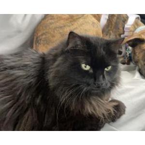 Image of Kaliko, Lost Cat