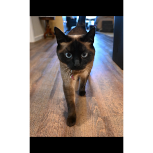 Lost Cat Charlotte