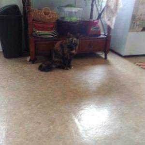 Lost Cat Honey