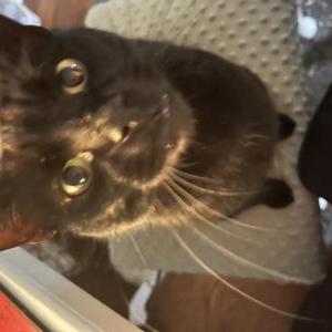 Lost Cat Gato