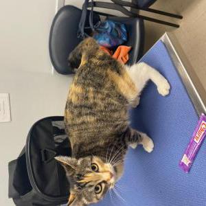 Found Cat Unknown