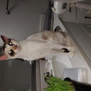 Found Cat Unknown