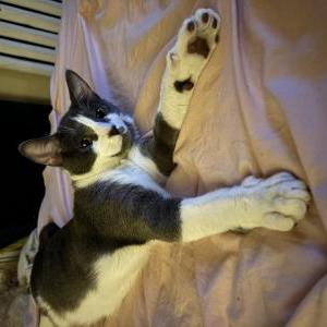 Lost Cat Monroe