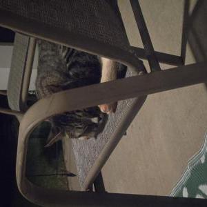 Found Cat Unknown