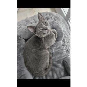 Lost Cat Gracie