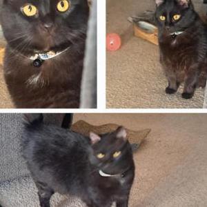 Lost Cat Ding
