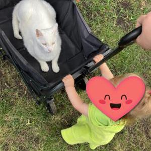 Lost Cat Fitz