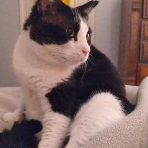 Lost Cat Chester
