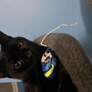Image of Pancho, Lost Cat