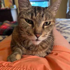 Image of Moni, Lost Cat
