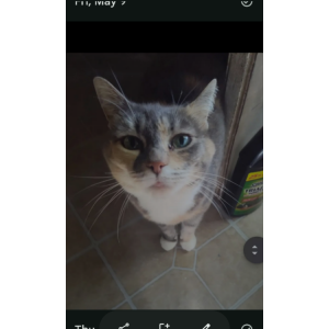Image of MOMMIE, Lost Cat