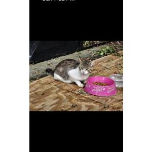 Lost Cat Ju Ju Beanie