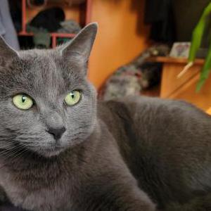 Lost Cat Nawla