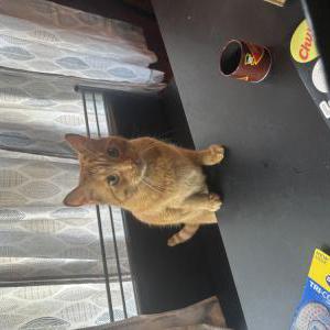 Lost Cat Gus