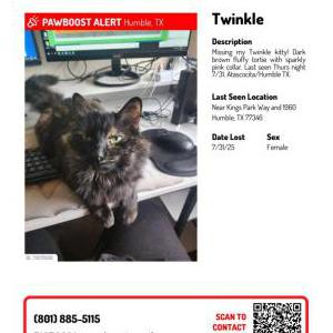 Lost Cat Twinkle