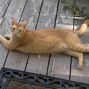 Found Cat Unknown
