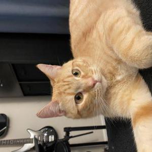 Lost Cat Woodstock/Cheddar