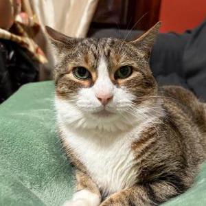 Lost Cat Tiger