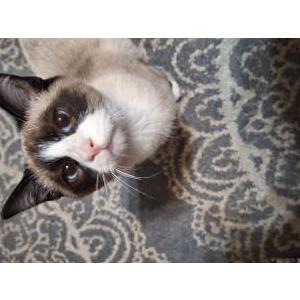 Lost Cat Olaf