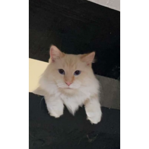 Lost Cat Sapphire