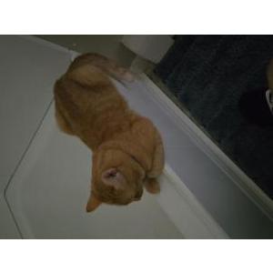 Image of Ritz, Lost Cat