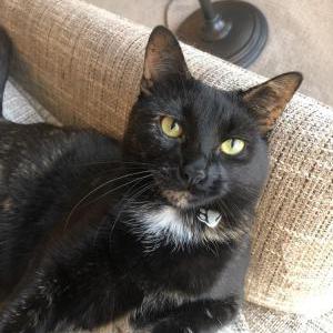 Lost Cat Trixie