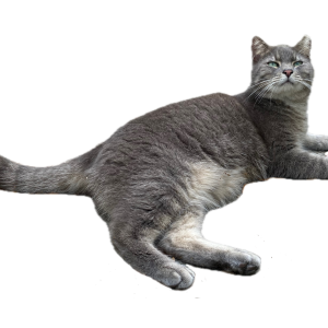Lost Cat Stocky