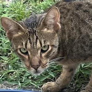 Found Cat Unknown