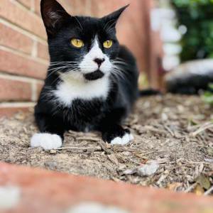 Lost Cat Yule