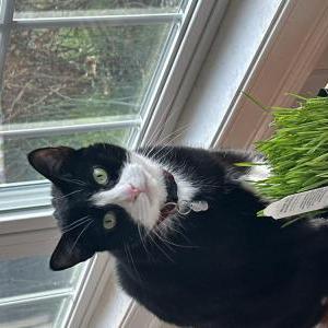Image of Louie, Lost Cat