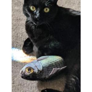 Lost Cat Rose