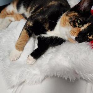Image of Callie, Lost Cat