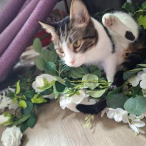 Image of Cosmo, Lost Cat