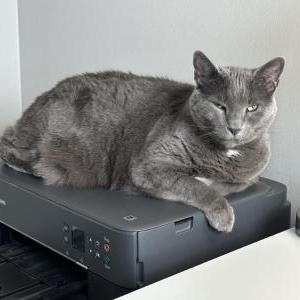 Lost Cat George