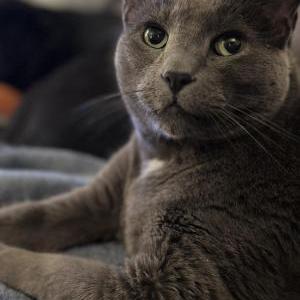 2nd Image of George, Lost Cat