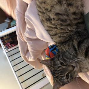 Lost Cat Sugar