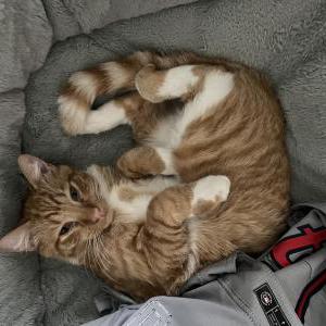 Lost Cat Turbo