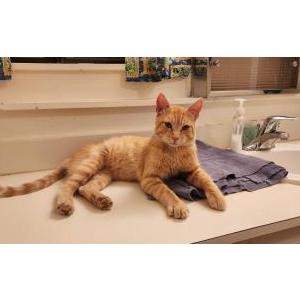Image of Unknown, Found Cat