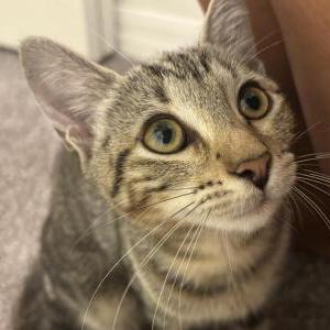 Found Cat Unknown