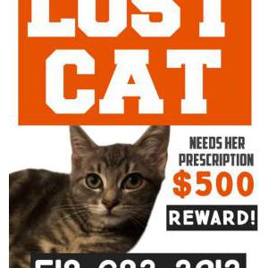 Lost Cat Rocky