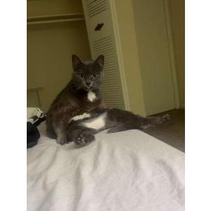 Image of Mow, Lost Cat