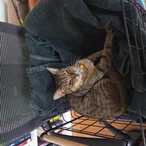 Image of Unknown, Found Cat