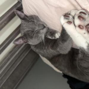 Lost Cat Benny