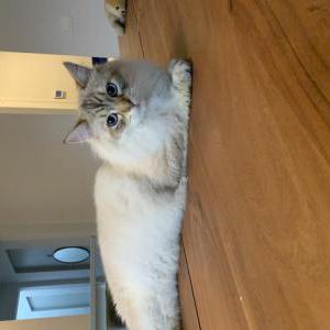 Lost Cat Neptune