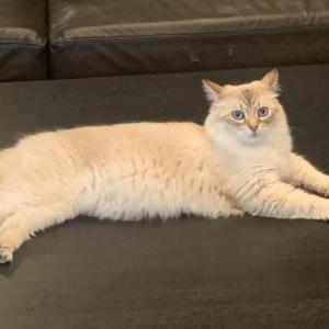 2nd Image of Neptune, Lost Cat