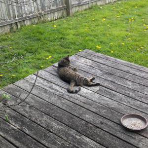 Lost Cat Ozzie