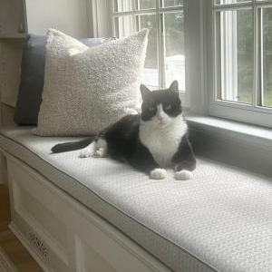 Lost Cat EJ
