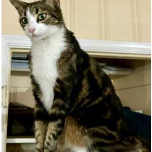 Lost Cat Nayla