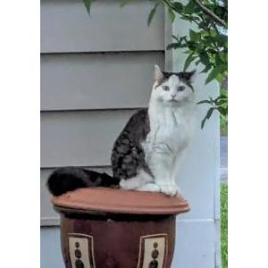 Lost Cat Kiki
